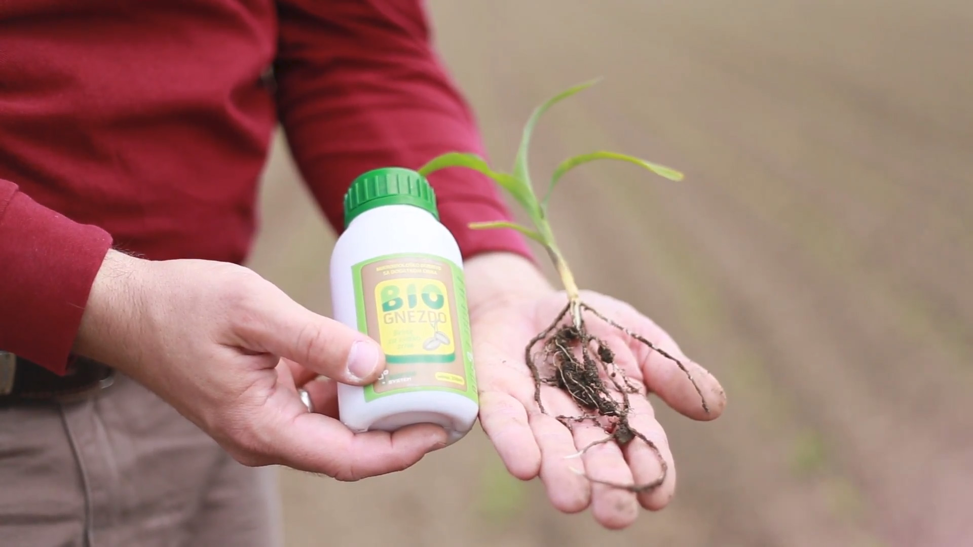 Primena BioGnezda na semenu kukuruza na primeru PG Paunesku Olivera