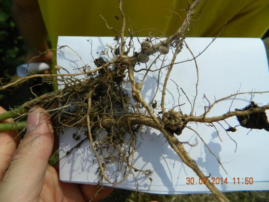 Biofor dani polja u Sremu