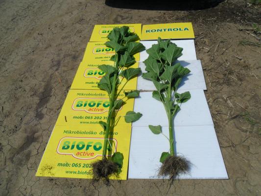 Da li je moguće – obavezno pogledati – Ilandža