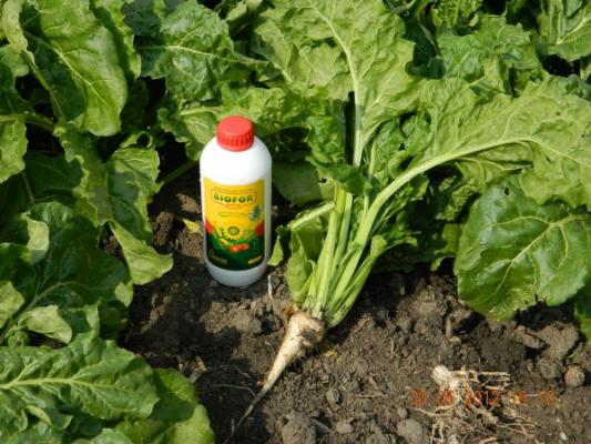 Izuzetno stanje šećerne repe tretirane sa Biofor Active