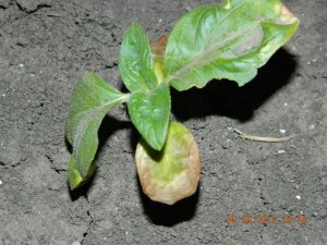 Suncokret pretrpeo oštećenja pomogao Biofor Active