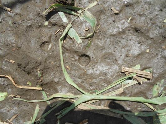 Velike štete od grada na severu Bačke