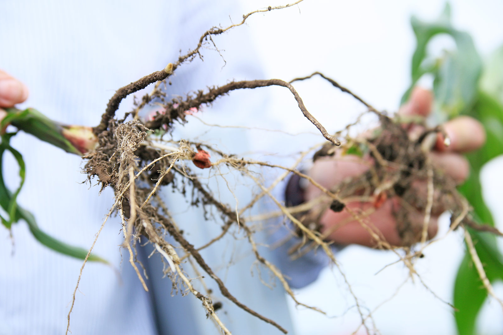 Kukuruz 2016 – Bio Gnezdo brine za svako zrno