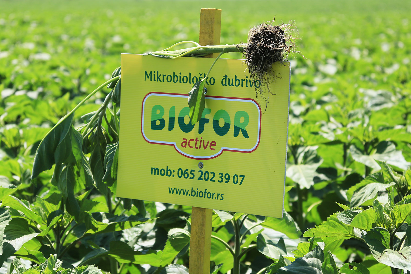 Kukuruz 2016 –Biofor Active