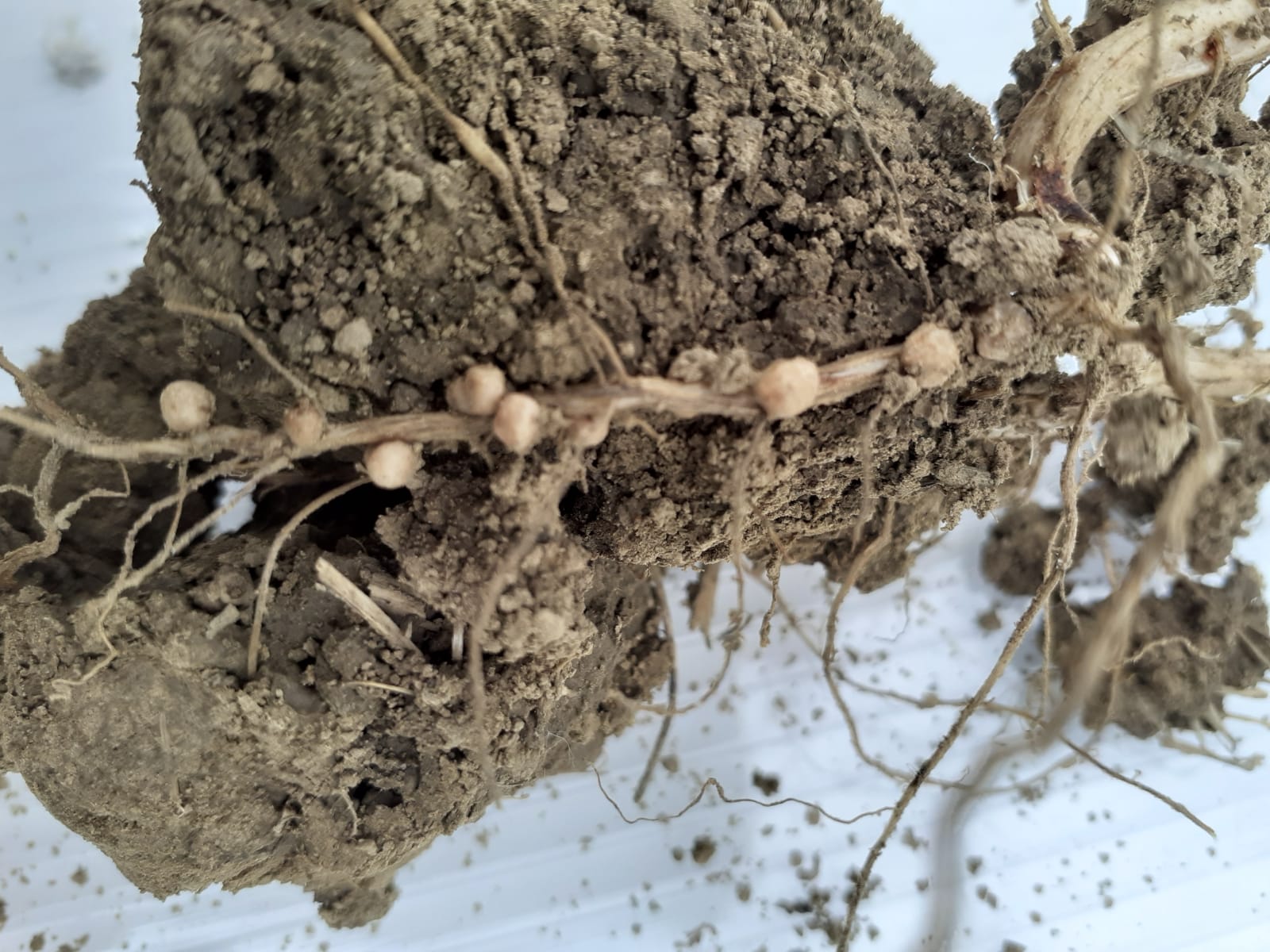 Žitobalat doo, Kupinik