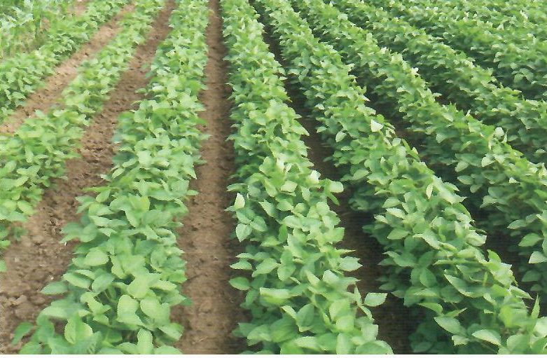 Srđan Jovanović, Saraorci