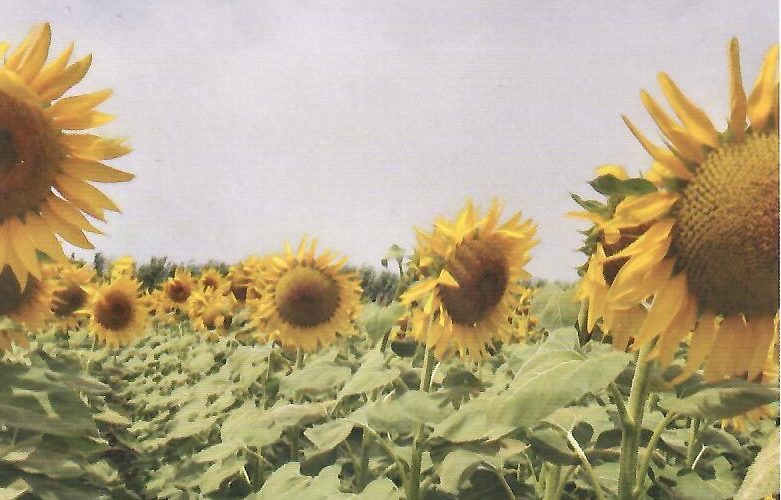 Donić Jovan, Kušiljevo