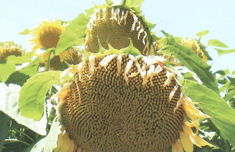 Popov Rajko, Novo Miloševo