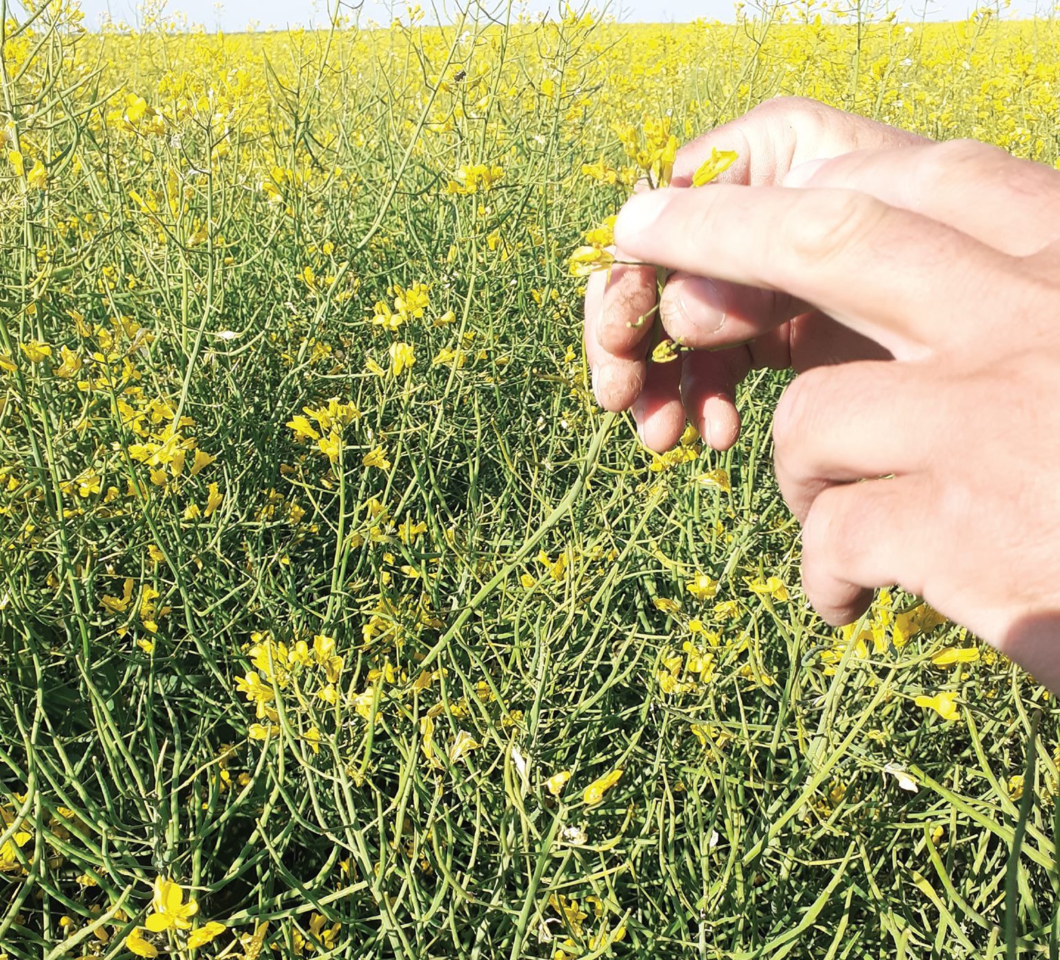 PSS Pančevo, Pančevo