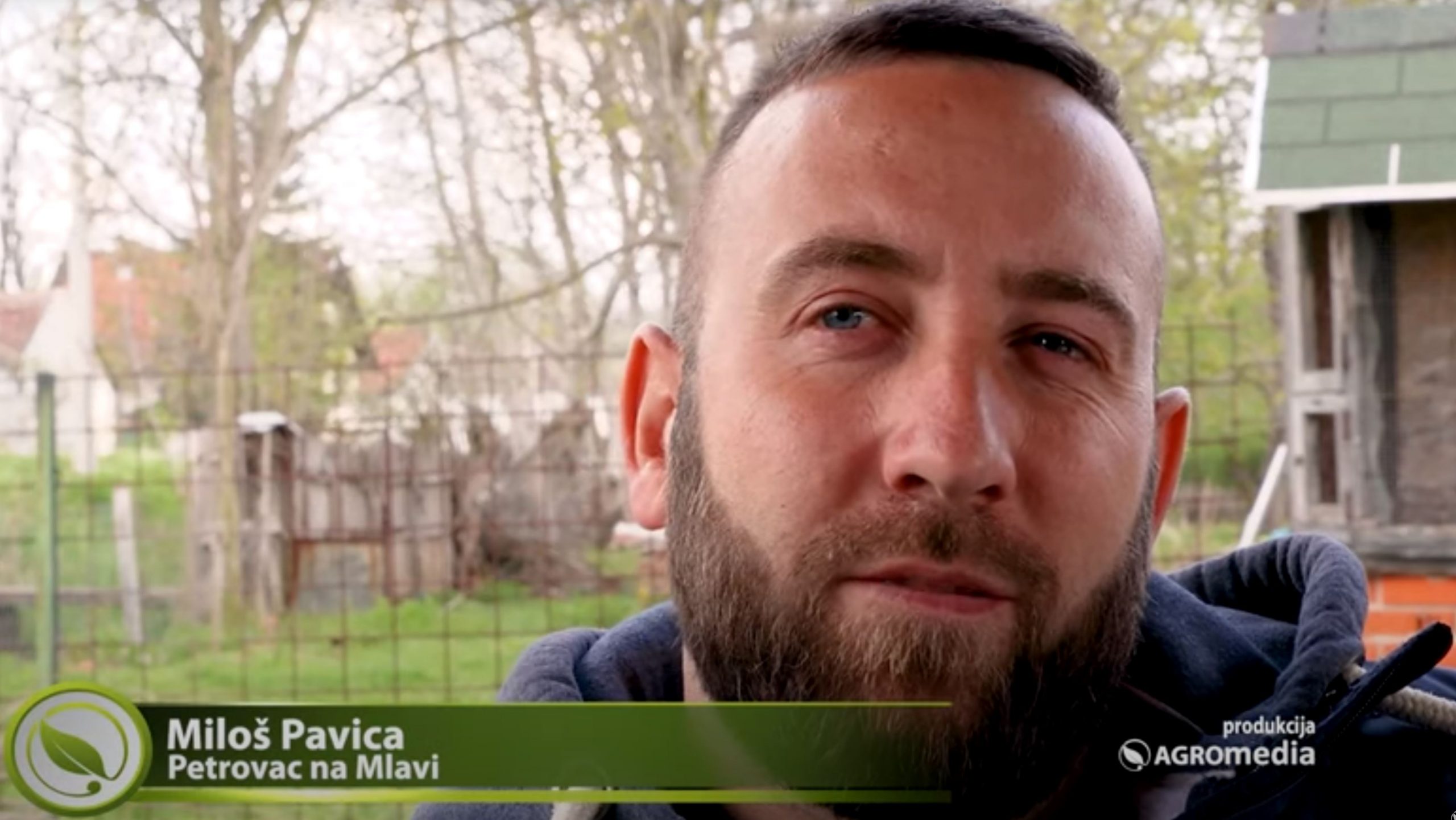 Miloš Pavica, Petrovac na Mlavi