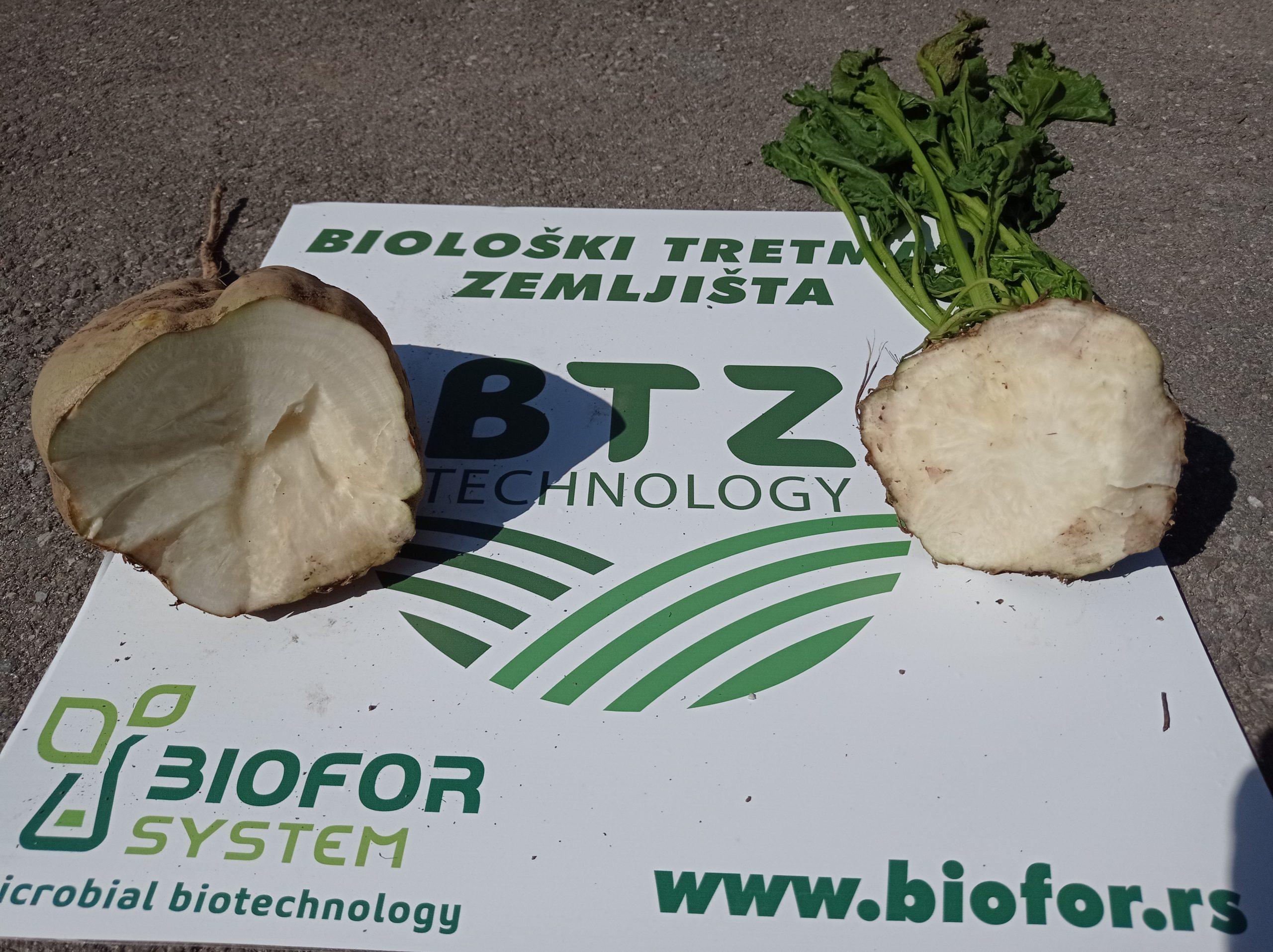 Sunoko šećerana, Kovačica