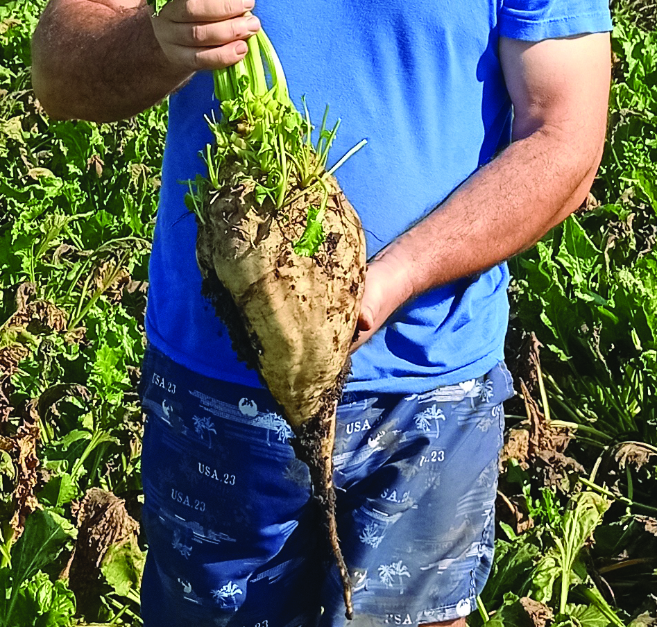 Saveti za uspešnu proizvodnju šećerne repe