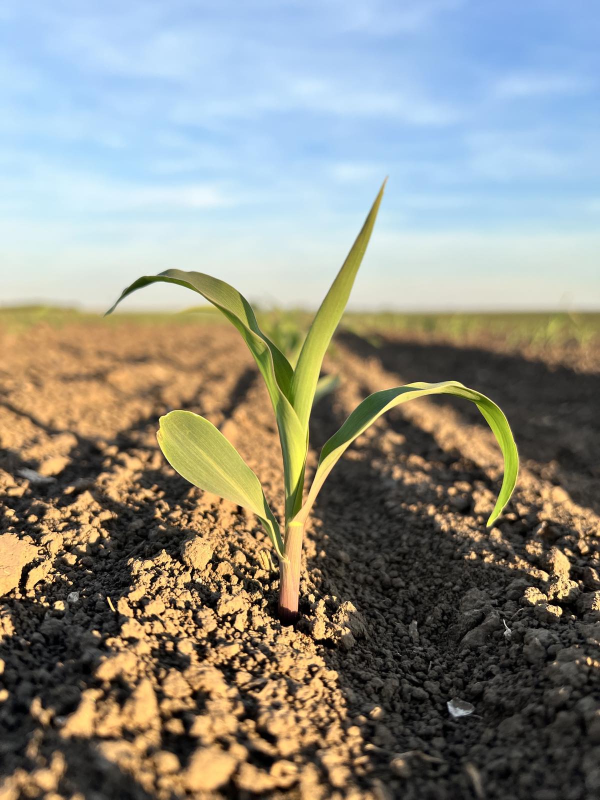 Za dobar start prolećnih useva!