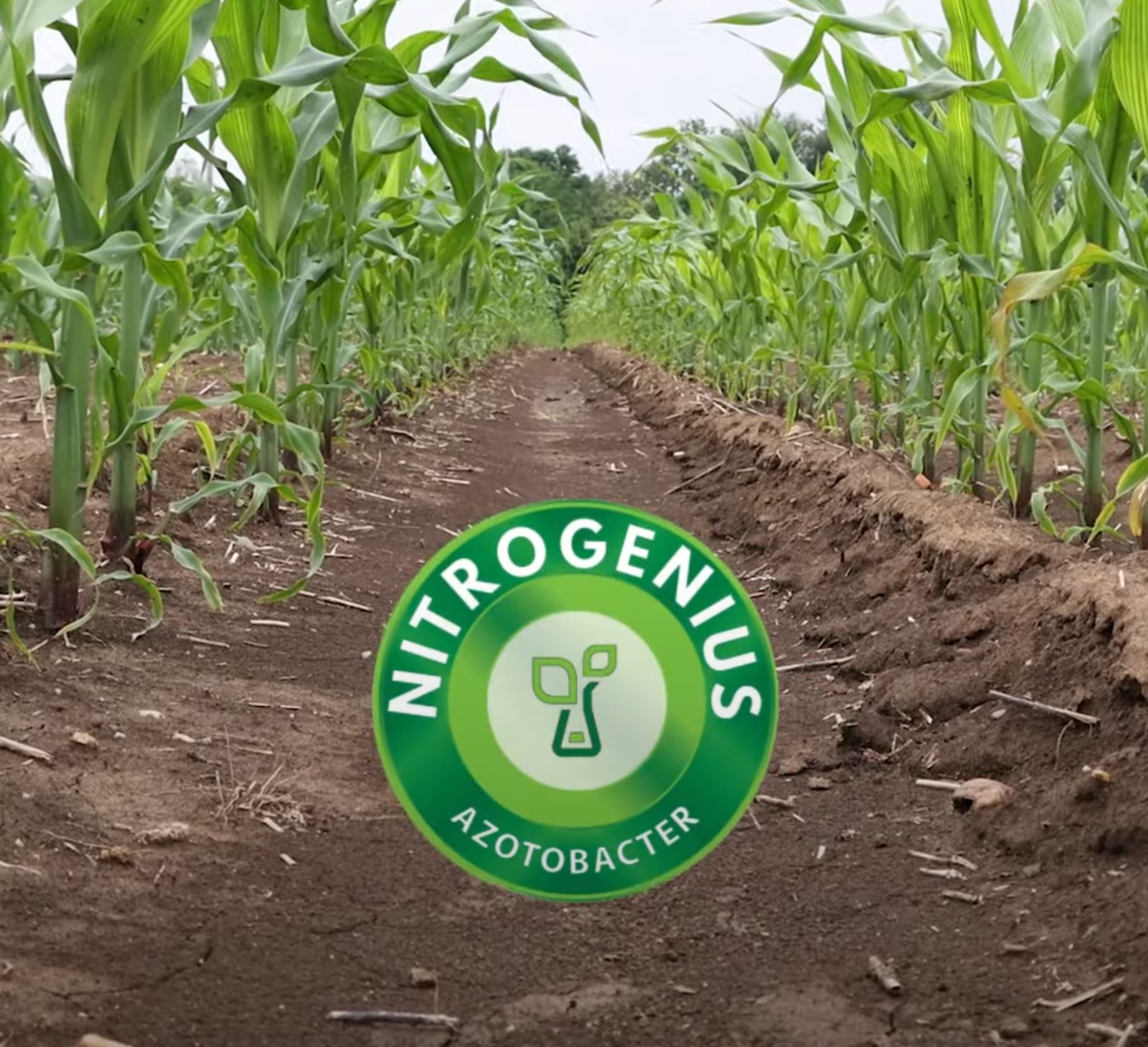 Nitrogenius – bez gubitaka azota u zemljištu zbog intenzivnih padavina!