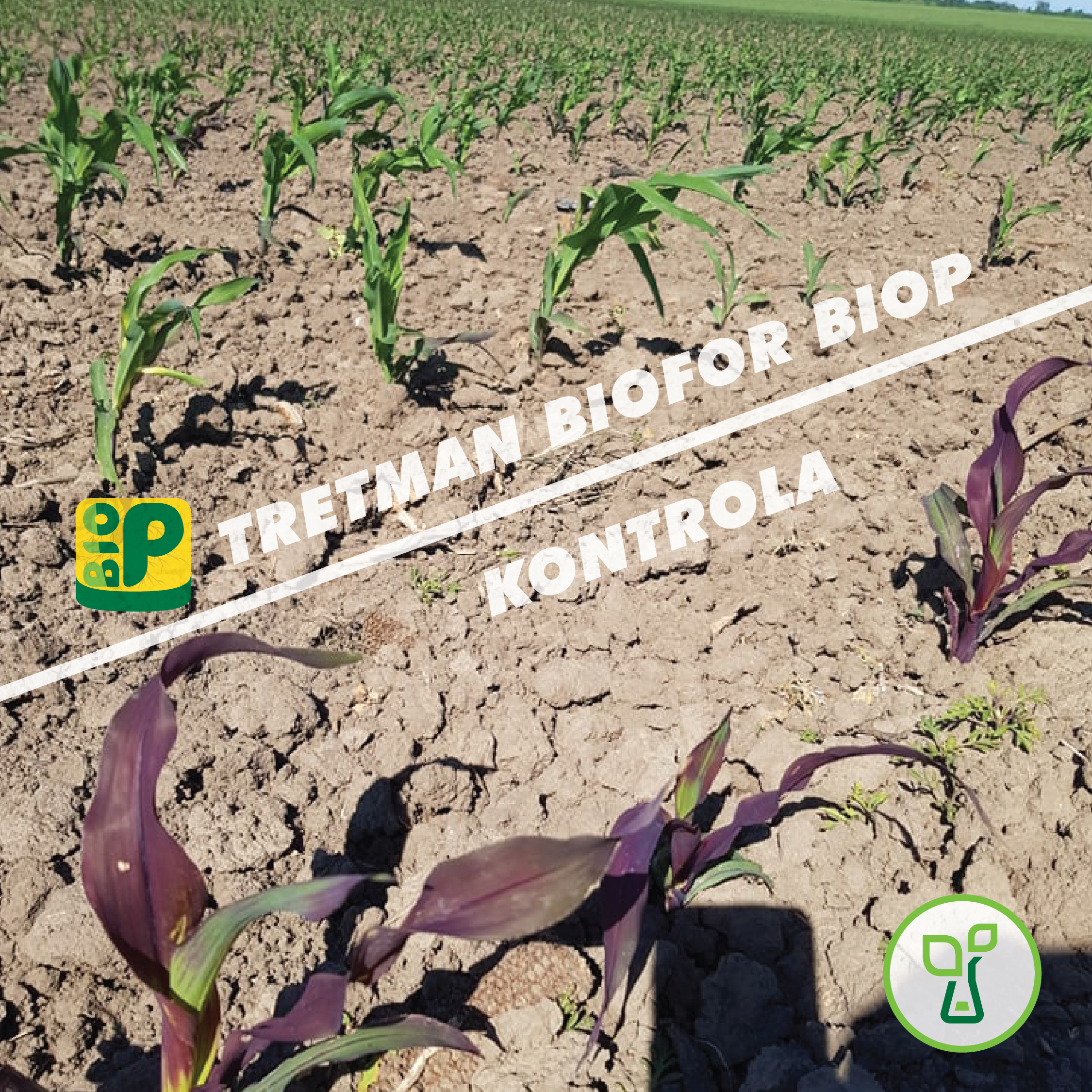 Kako da sprečite crvenilo kukuruza prirodnim putem?