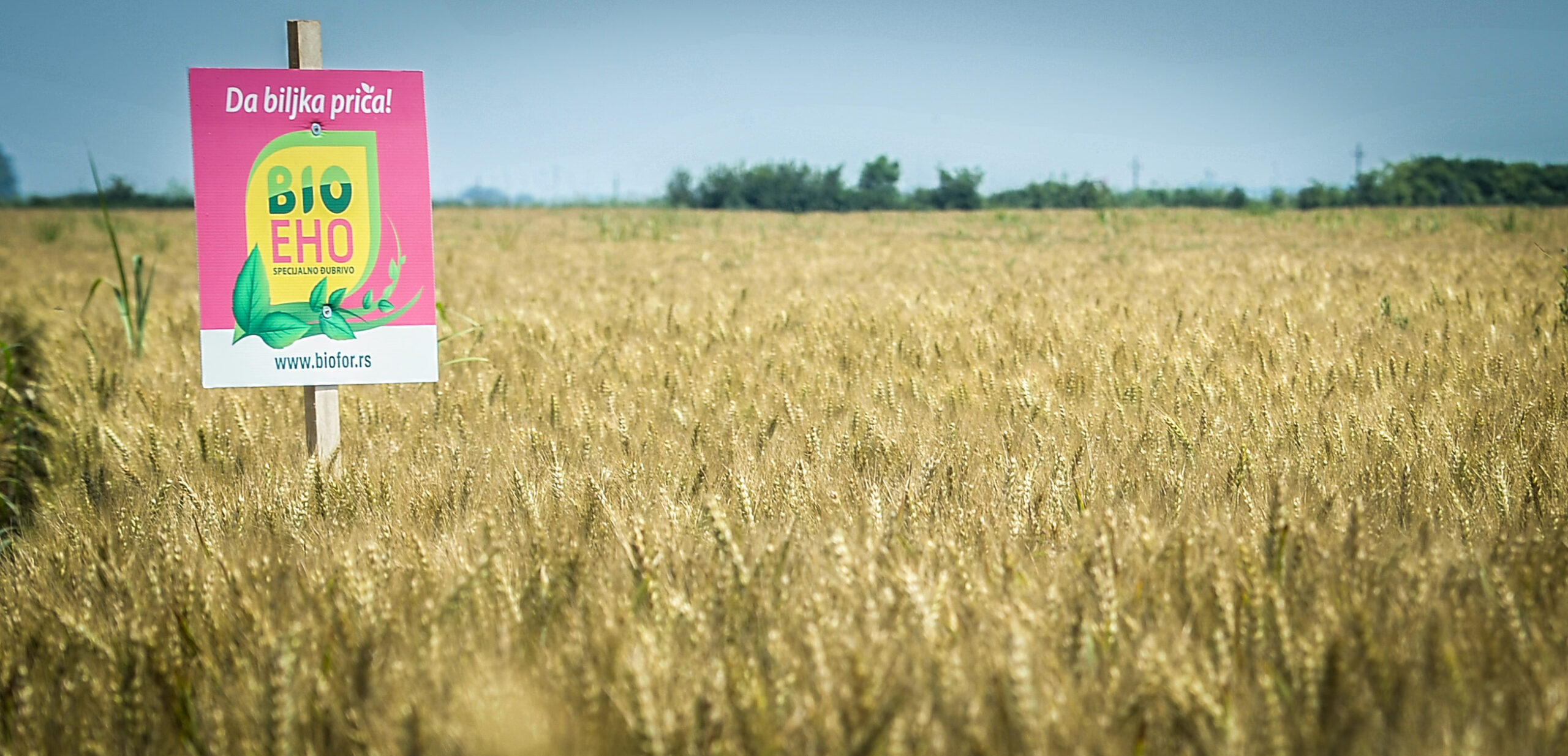 Godinama uspešni u usevima pšenice: Biofor Active + BioEho