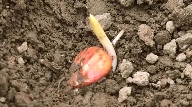 Kako pomoći semenu da postane biljka?