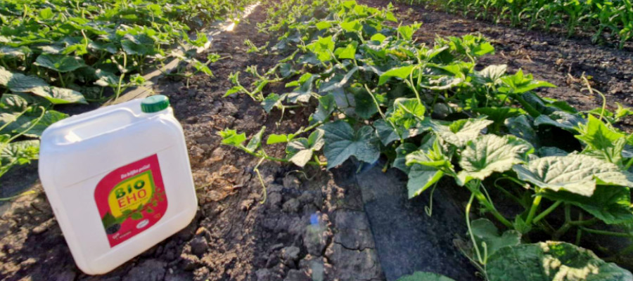 Kanta BioEho preparata na njivi