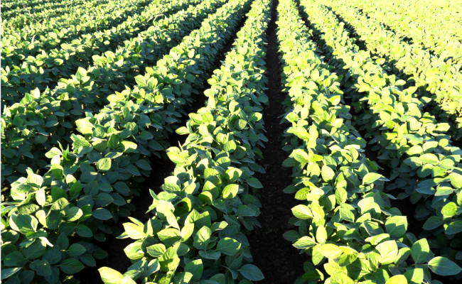 Pogled na polje zasejano sojom