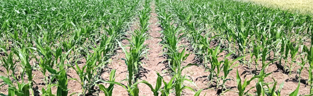 Stabljike mladog kukuruza u polju